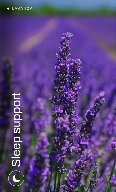 Lavanda - Sleep support
