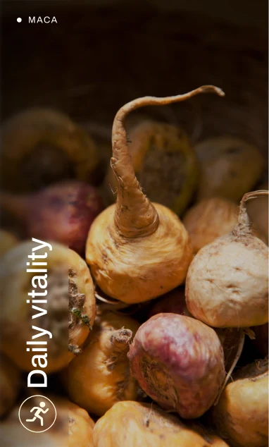 Maca - Daily vitality